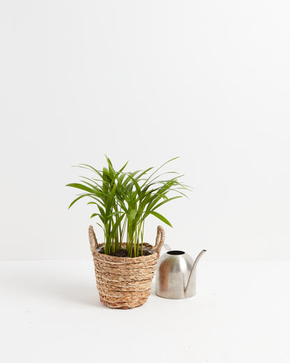 Areca Palm Indoor Tree