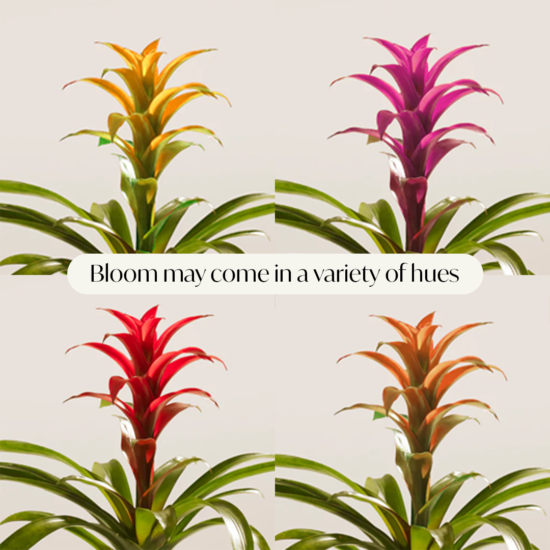 Bromeliad Guzmania