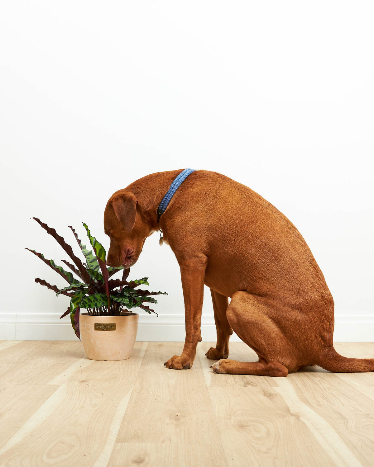 Calathea Rattlesnake