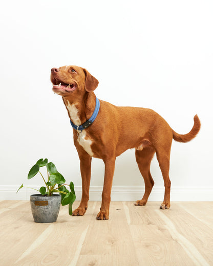 Chinese Money Plant (Pilea Peperomioides)