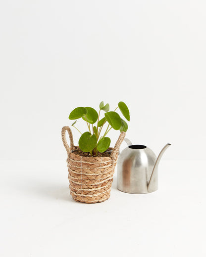 Chinese Money Plant (Pilea Peperomioides)