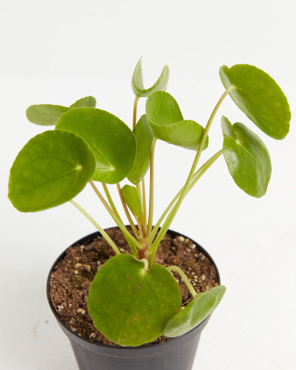 Chinese Money Plant (Pilea Peperomioides)