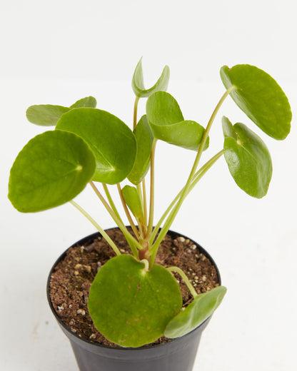 Chinese Money Plant (Pilea Peperomioides)