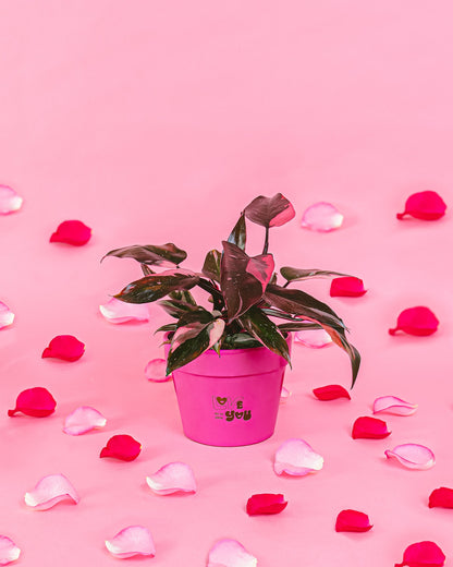 Philodendron Pink Princess