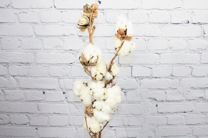 Fresh & Natural Cotton Flower