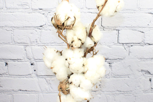 Fresh & Natural Cotton Flower