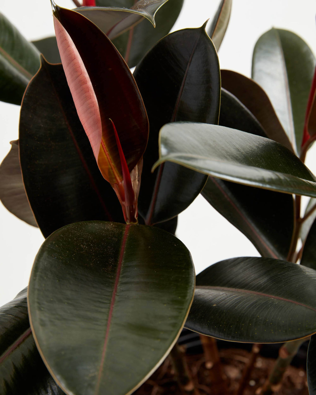 Ficus Elastica - Burgundy Rubber Tree