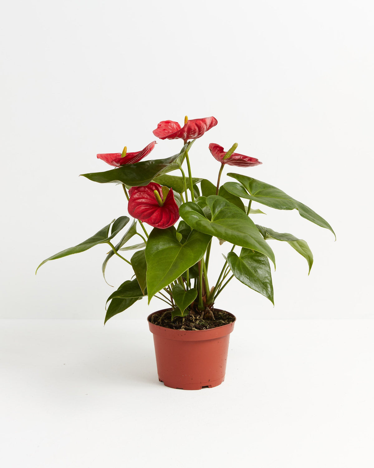 Flamingo Flower