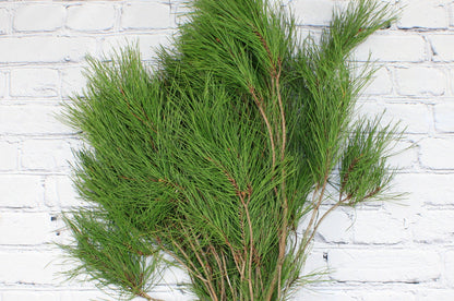 Fresh & Natural Florida Pine