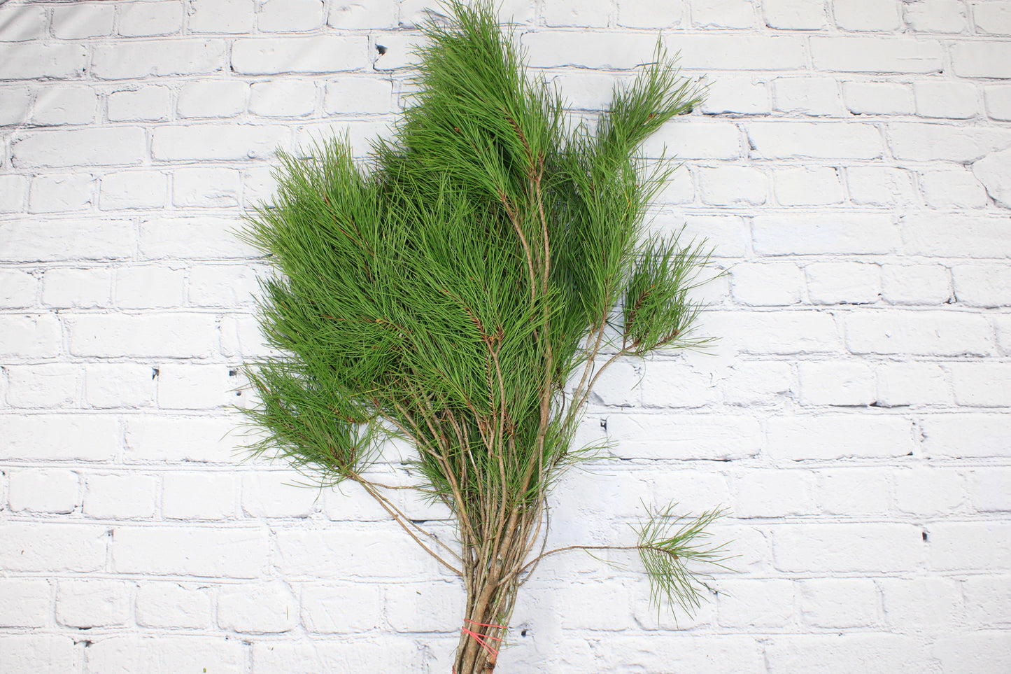 Fresh & Natural Florida Pine