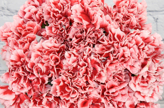 Fresh & Natural Carnations - Red White Bicolor