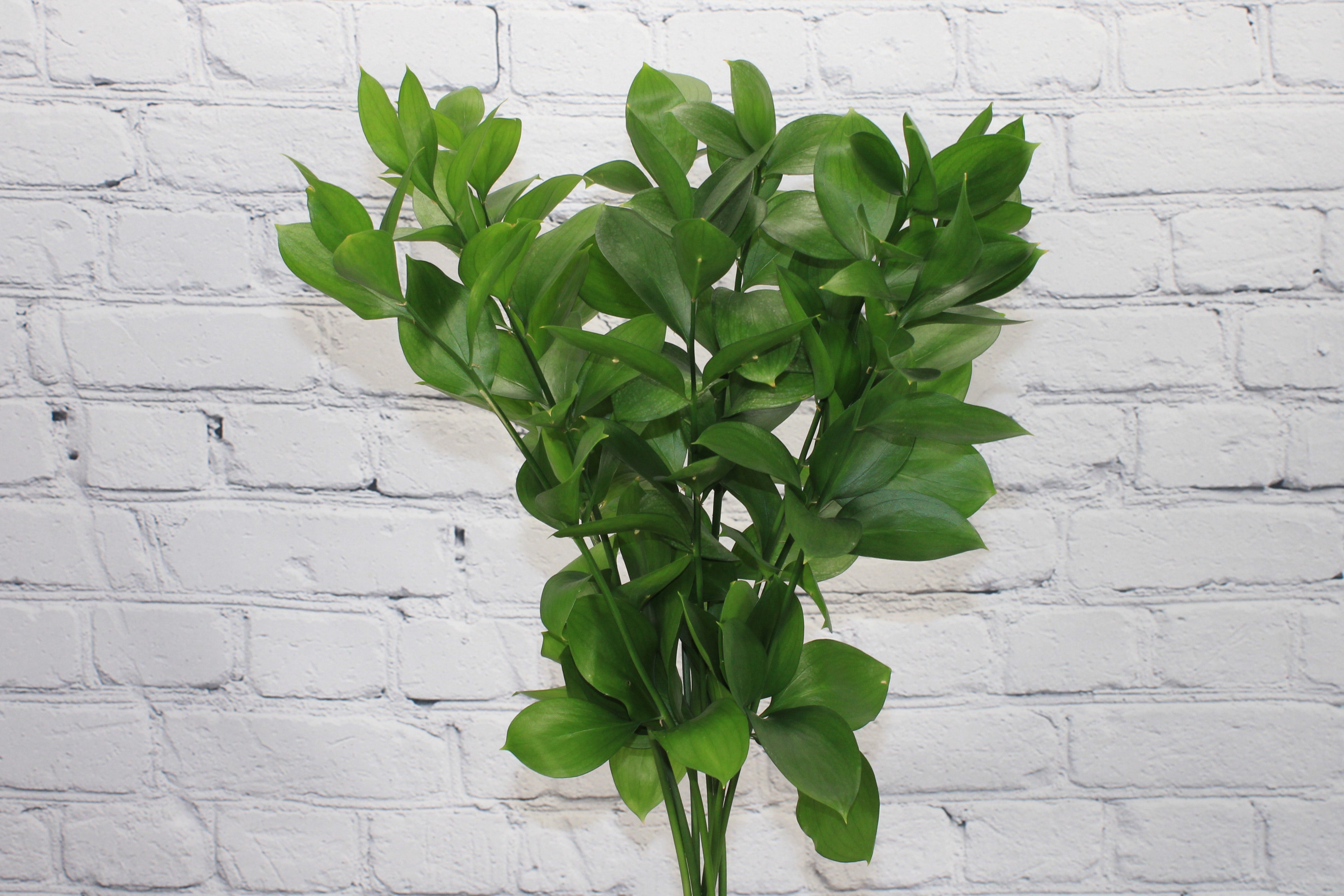 Fresh & Natural Israeli Ruscus – Therese Flowers
