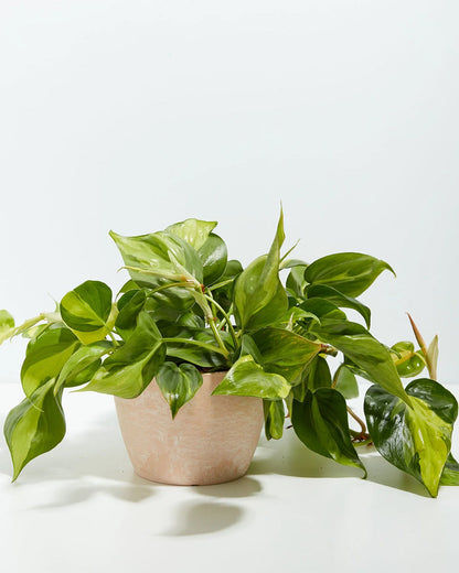 Philodendron Brasil