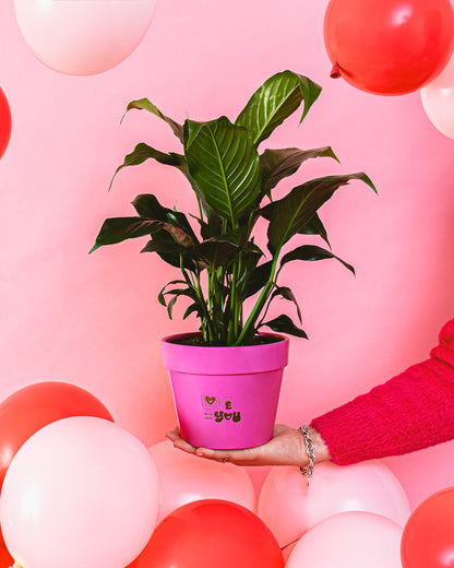 Peace Lily (Spathiphyllum)