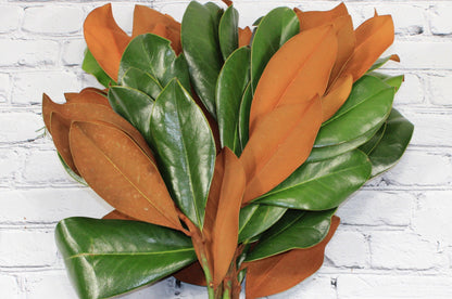 Fresh & Natural Magnolia Branches