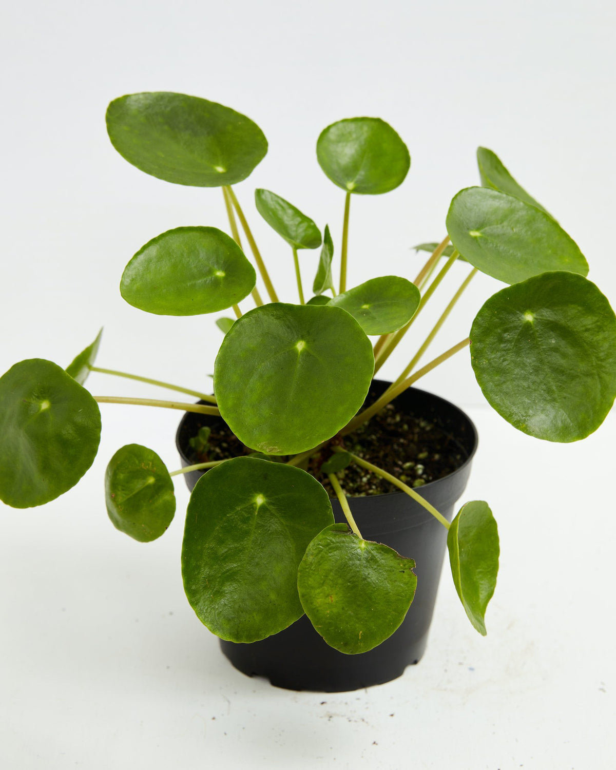 Chinese Money Plant (Pilea Peperomioides)