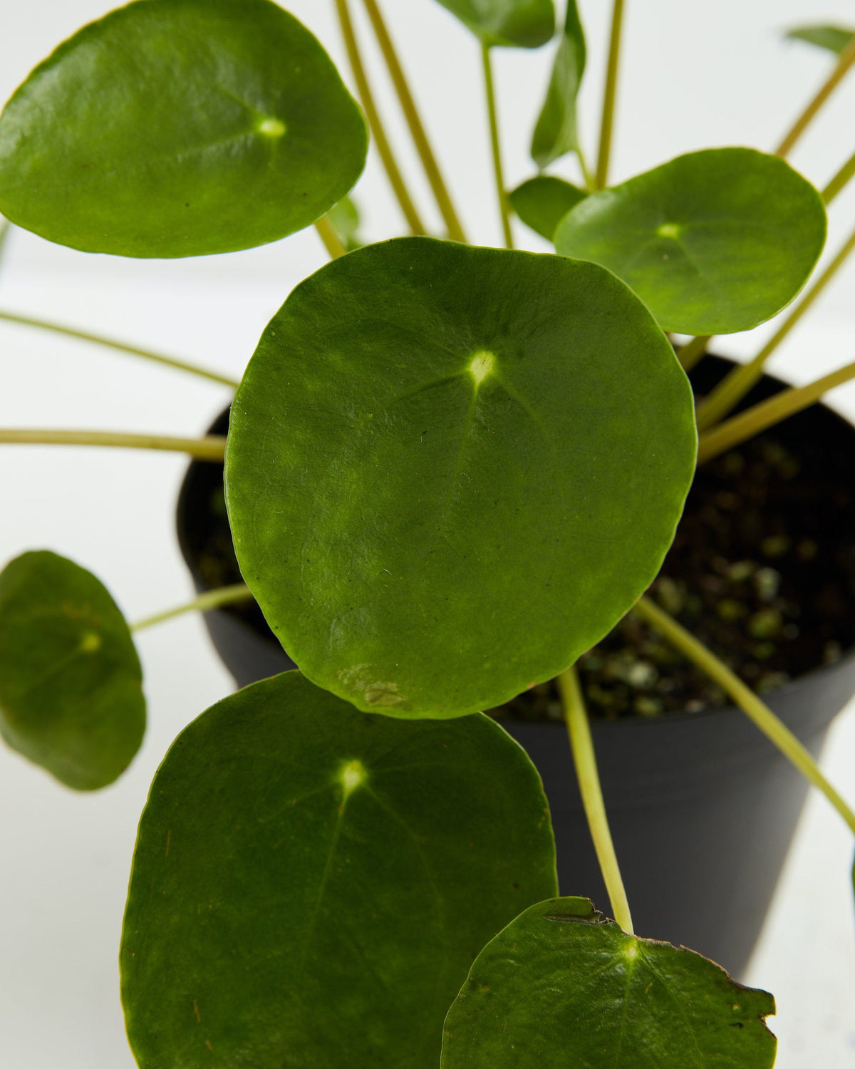 Chinese Money Plant (Pilea Peperomioides)