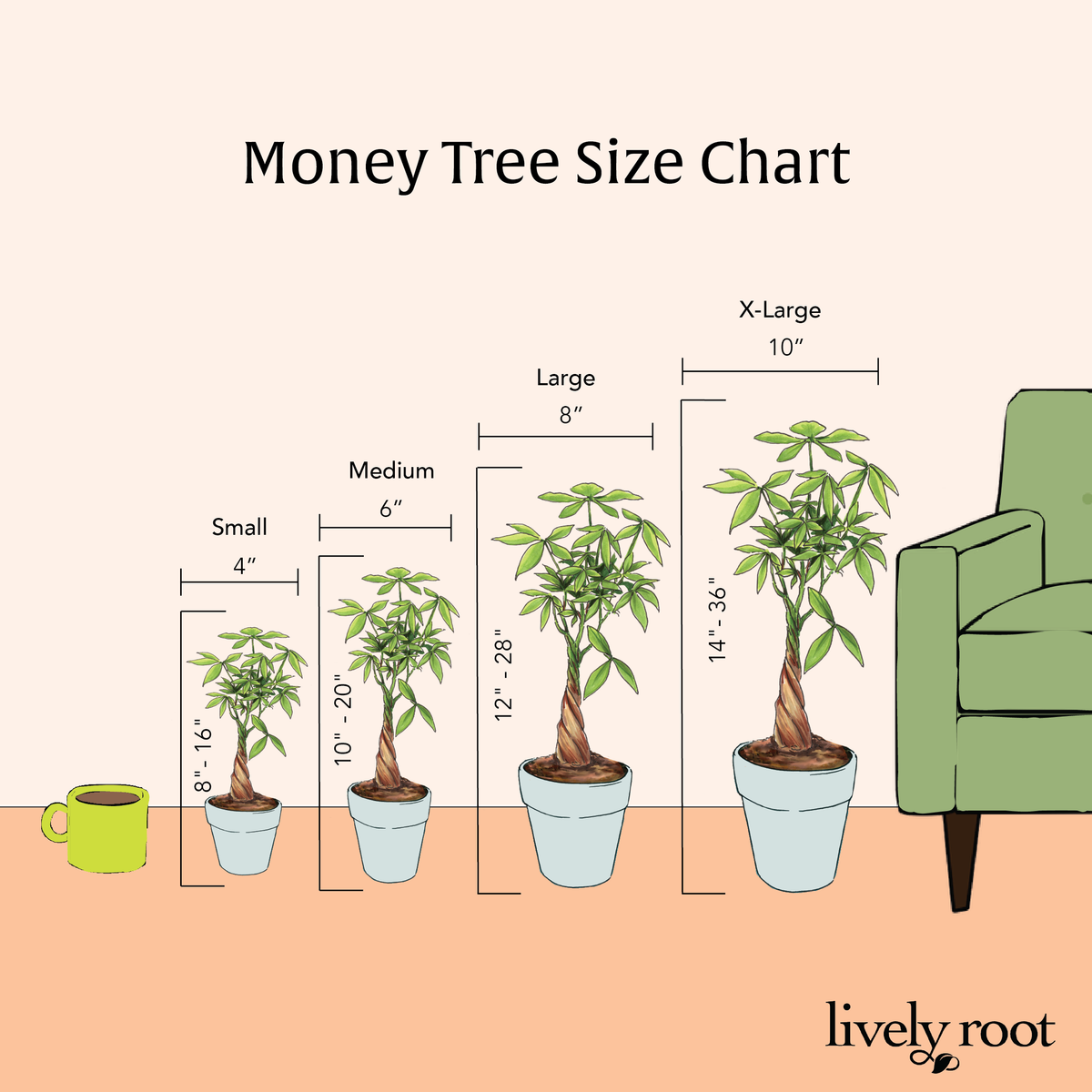 Money Tree Plant