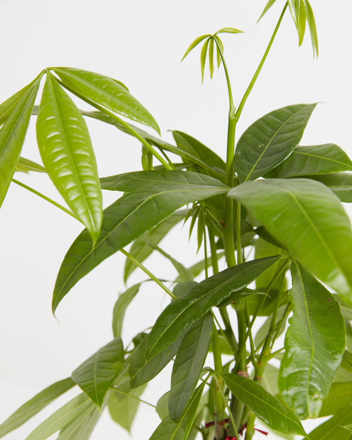 Money Tree Plant