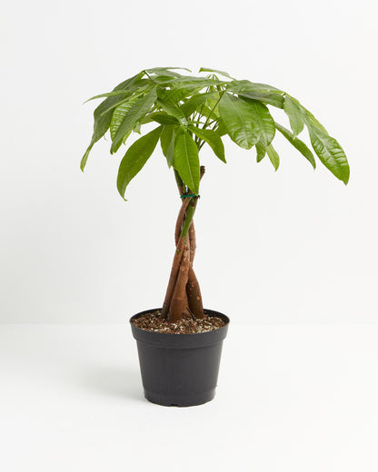 Money Tree Plant