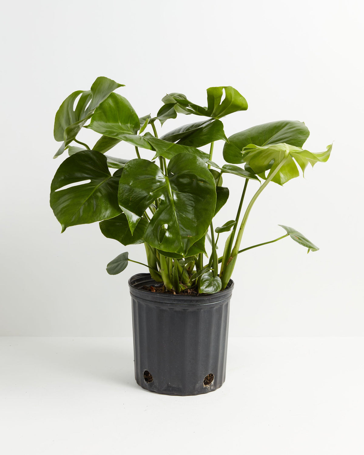 Monstera Deliciosa (Split Leaf Philodendron)