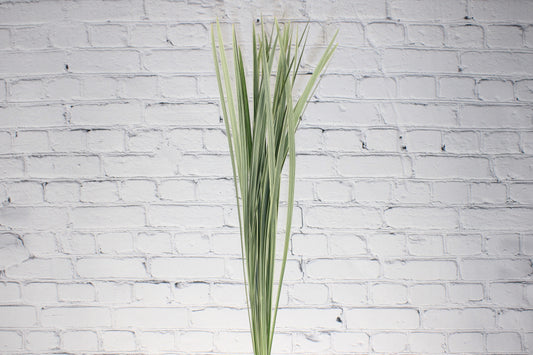 Fresh & Natural Lily Grass - Variegated