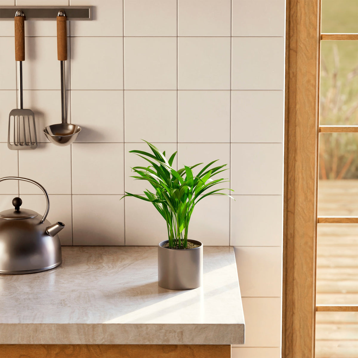 Areca Palm Indoor Tree