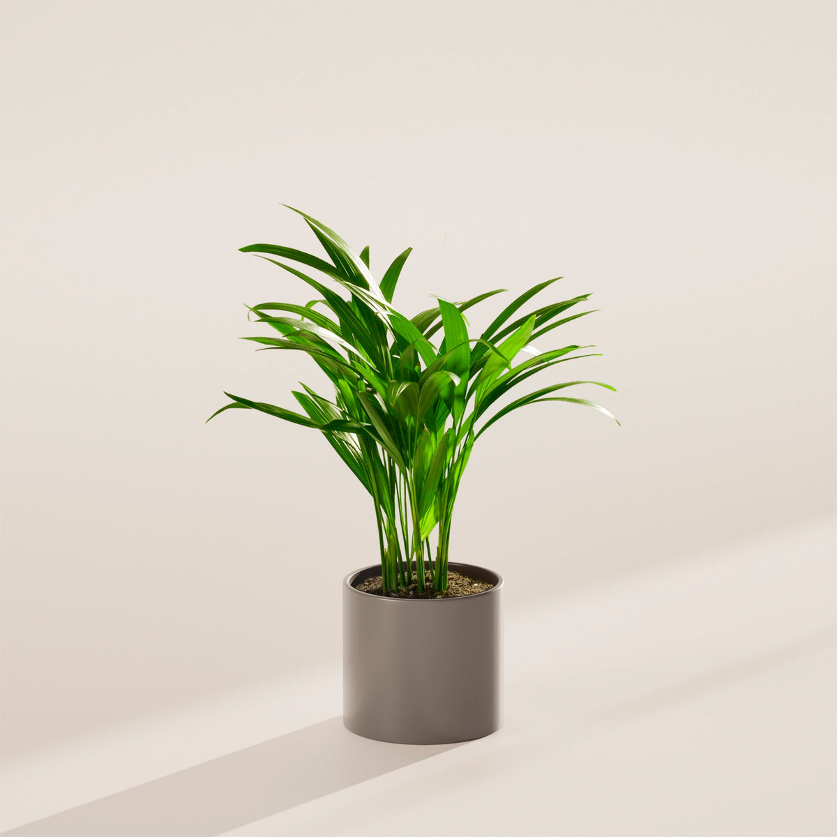 Areca Palm Indoor Tree