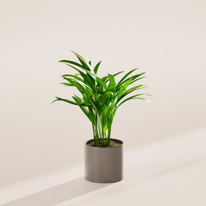 Areca Palm Indoor Tree