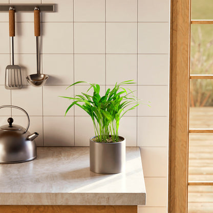 Areca Palm Indoor Tree