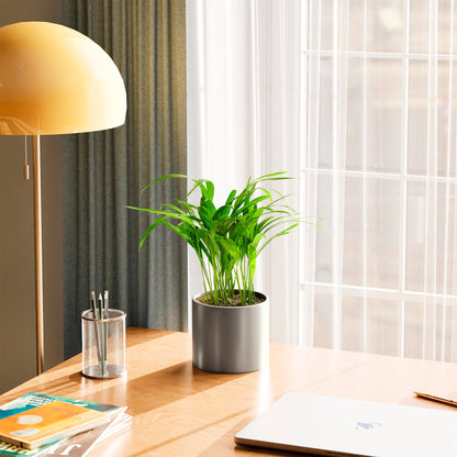 Areca Palm Indoor Tree