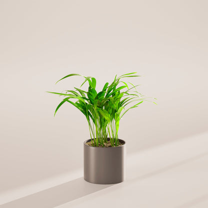 Areca Palm Indoor Tree