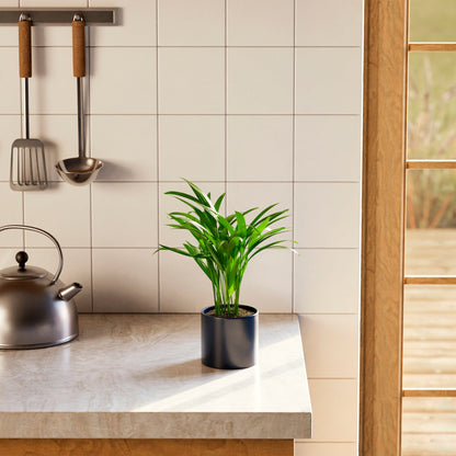 Areca Palm Indoor Tree