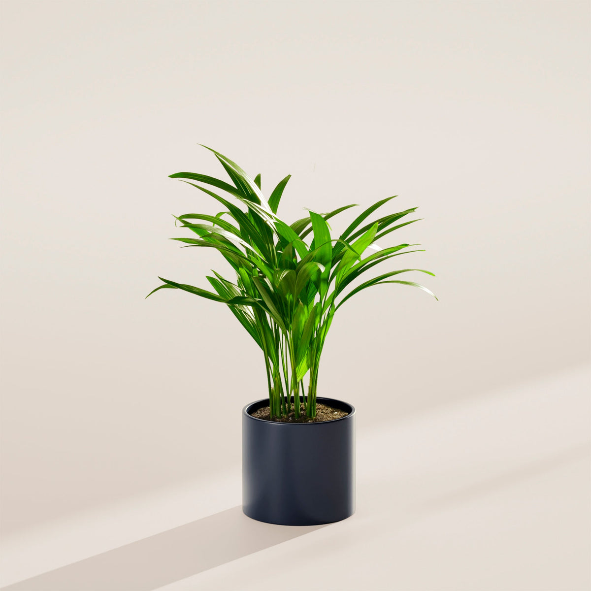 Areca Palm Indoor Tree