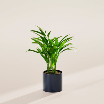 Areca Palm Indoor Tree