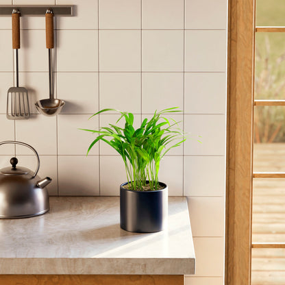 Areca Palm Indoor Tree