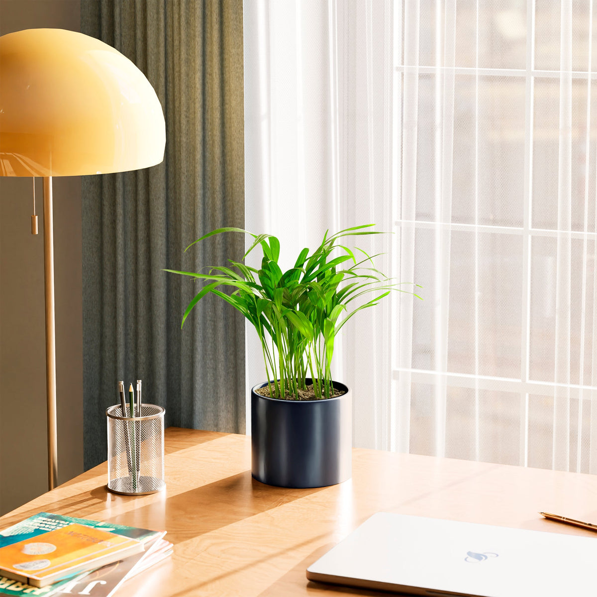 Areca Palm Indoor Tree