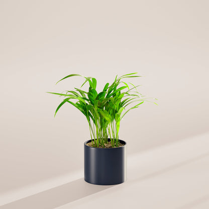 Areca Palm Indoor Tree