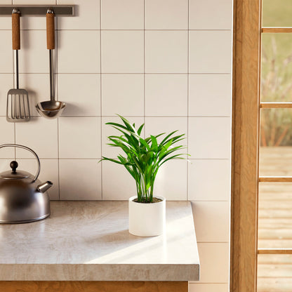 Areca Palm Indoor Tree
