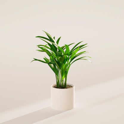Areca Palm Indoor Tree