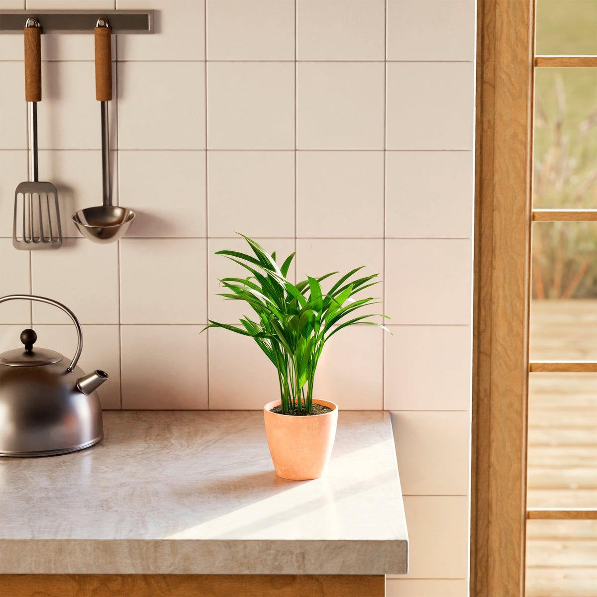 Areca Palm Indoor Tree