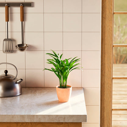 Areca Palm Indoor Tree