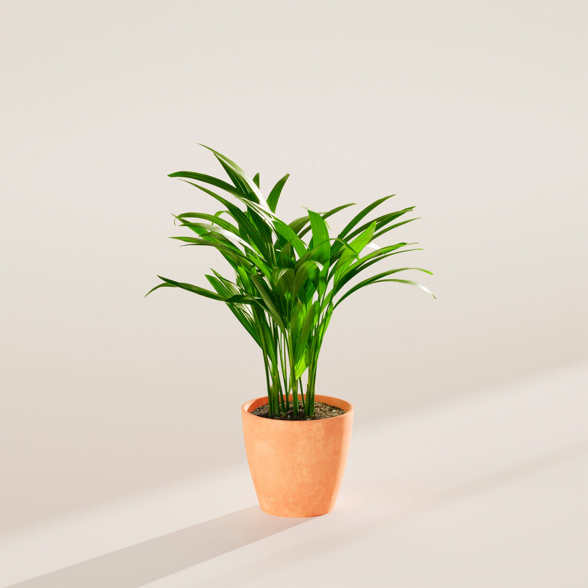Areca Palm Indoor Tree
