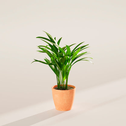 Areca Palm Indoor Tree