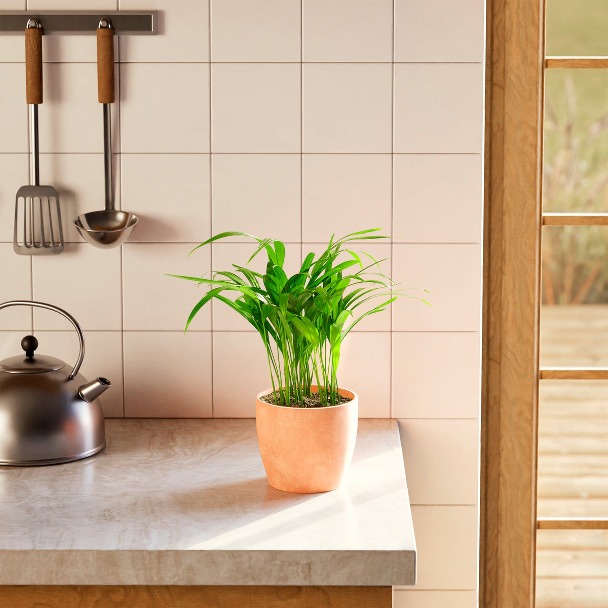 Areca Palm Indoor Tree