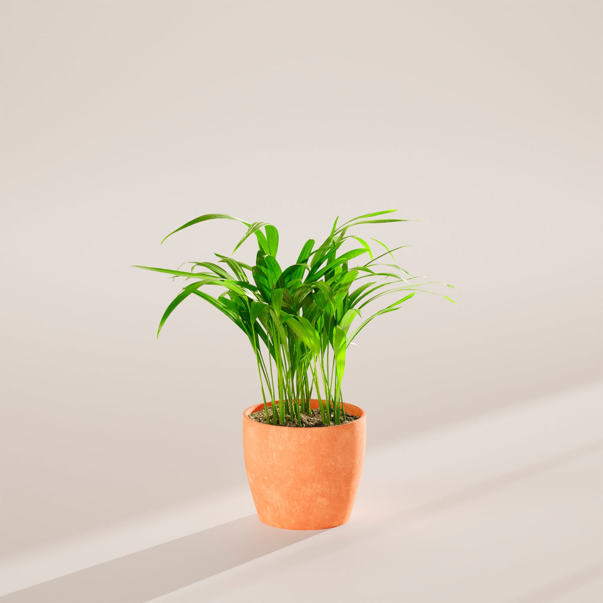 Areca Palm Indoor Tree