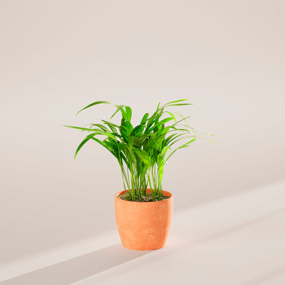 Areca Palm Indoor Tree