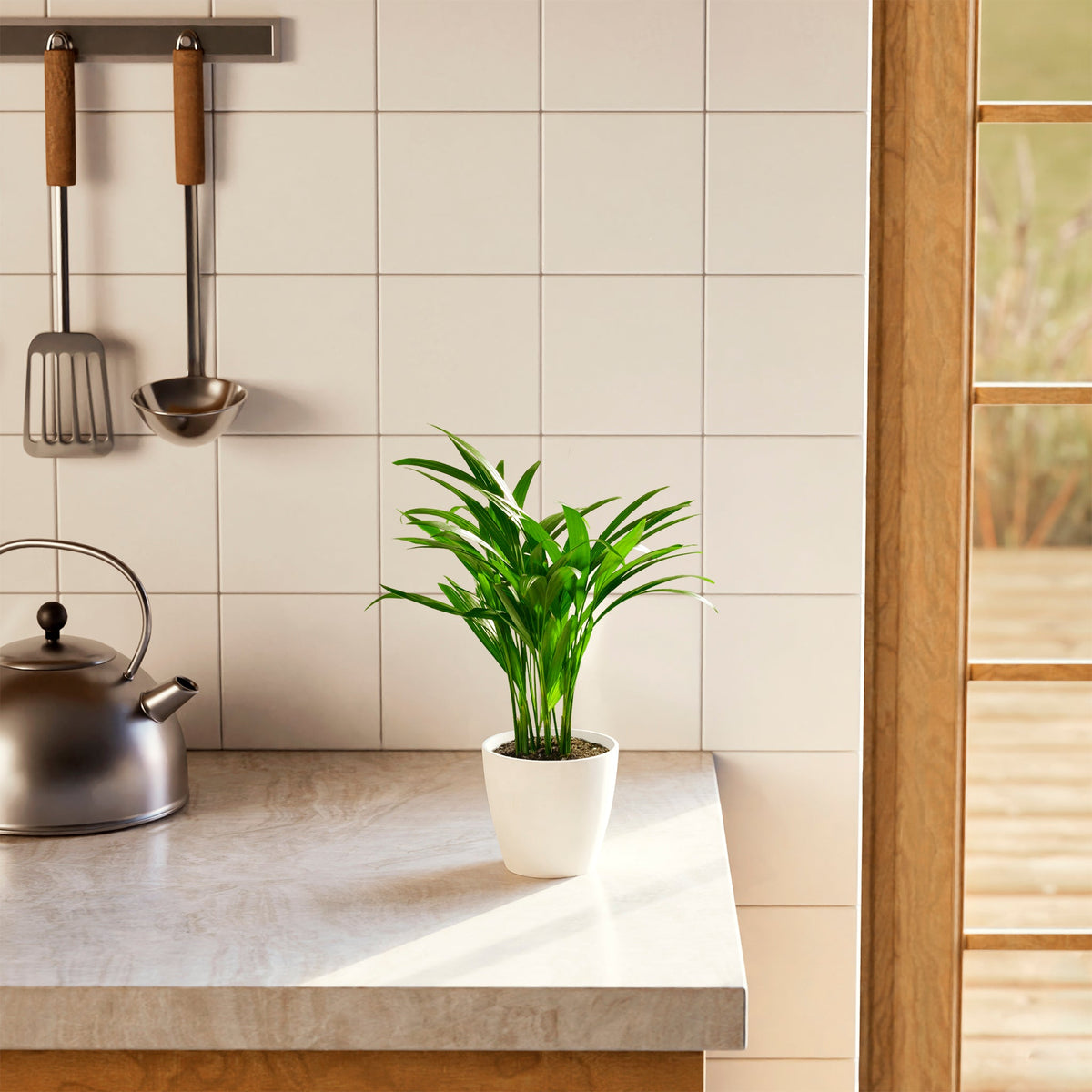 Areca Palm Indoor Tree