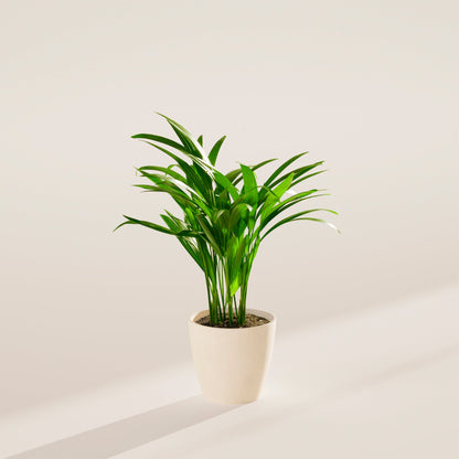 Areca Palm Indoor Tree