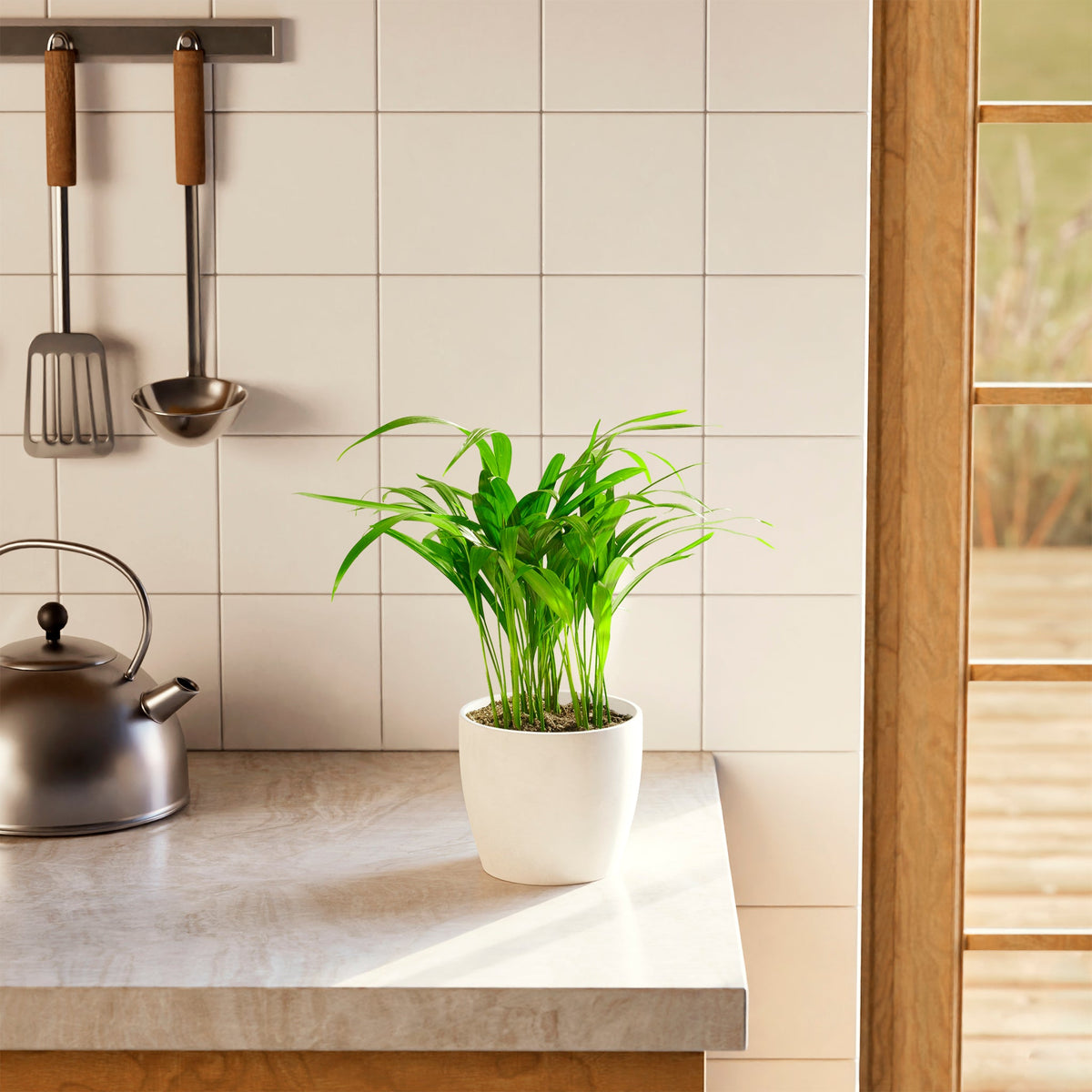 Areca Palm Indoor Tree